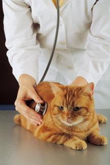 veterinarian checking pulse of orange cat