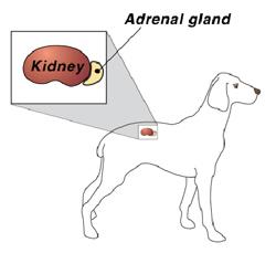 diagram of kidney and adrenal gland in dog