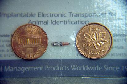 microchip between two pennies