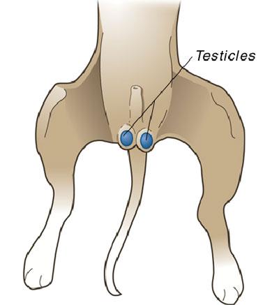 diagram of male reproductive organs on cat