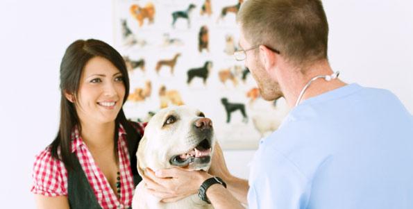 male veterinarian and woman checking yellow labrador retriever