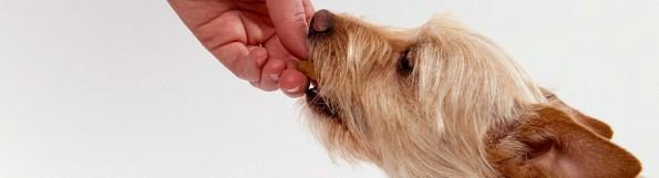 brown terrier taking treat out of hand