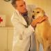 male veterinarian checking yellow labrador retriever