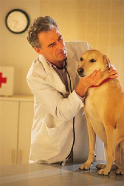 male veterinarian checking yellow labrador retriever