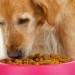 golden retriever eating dog food