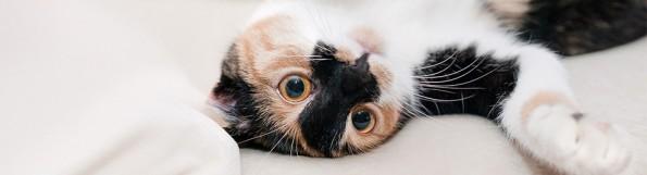 calico cat laying on back in sheets