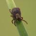 tick on leaf