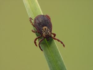 tick on leaf