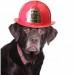 chocolate lab wearing fireman hat