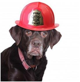 chocolate lab wearing fireman hat