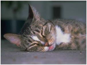 cat falling asleep on floor